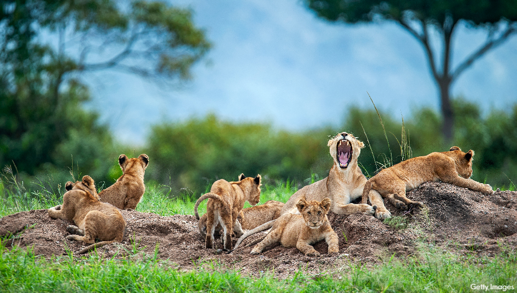 Lion Pride Maasai Mara
